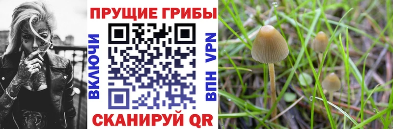 Псилоцибиновые грибы Cubensis Дно